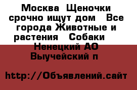 Москва! Щеночки срочно ищут дом - Все города Животные и растения » Собаки   . Ненецкий АО,Выучейский п.